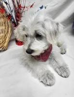 Raffles, a male Schnoodle for sale in Bolivar, MO – 3 of 10