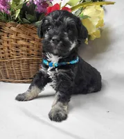 Muffin, a female Schnoodle for sale in Bolivar, MO – 6 of 8