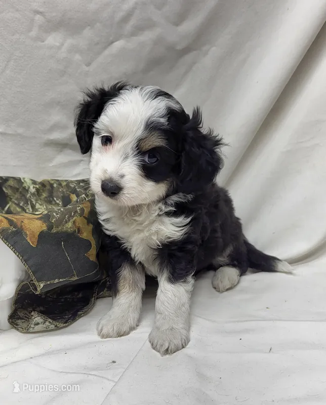 Paddy – Miniature Aussiedoodle puppy for sale in Bolivar, MO