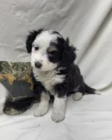 Paddy, a male Miniature Aussiedoodle for sale in Bolivar, MO – 1 of 6