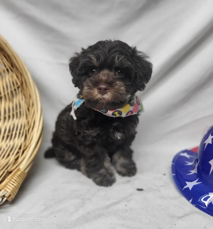 Chip – Schnoodle puppy for sale in Bolivar, MO
