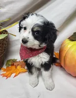 Paddy (hold), a male Miniature Aussiedoodle for sale in Bolivar, MO – 6 of 7