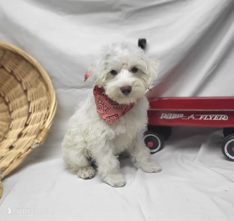 Jefferson – Schnoodle puppy for sale in Bolivar, MO