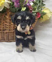 Bailey, a female Schnoodle for sale in Bolivar, MO – 3 of 7