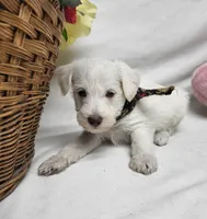King, a male Schnoodle for sale in Bolivar, MO – 6 of 7