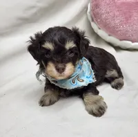 Camp, a male Schnoodle for sale in Bolivar, MO – 3 of 6