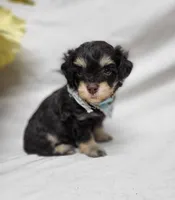 Camp, a male Schnoodle for sale in Bolivar, MO – 5 of 6