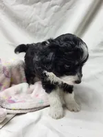 Sweetie, a female Miniature Aussiedoodle for sale in Bolivar, MO – 2 of 5