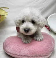 Raffles, a male Schnoodle for sale in Bolivar, MO – 2 of 6
