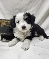 Paddy, a male Miniature Aussiedoodle for sale in Bolivar, MO – 5 of 6
