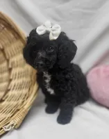 Duches, a female Poodle - Miniature  for sale in Bolivar, MO – 8 of 8