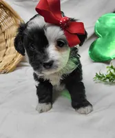 Checkers, a female Miniature Aussiedoodle for sale in Bolivar, MO – Photo 2 of 6