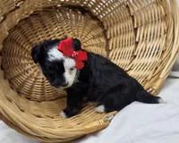 Checkers, a female Miniature Aussiedoodle for sale in Bolivar, MO – Photo 4 of 6