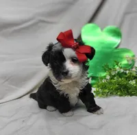 Checkers, a female Miniature Aussiedoodle for sale in Bolivar, MO – Photo 5 of 6