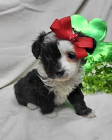 Checkers, a female Miniature Aussiedoodle for sale in Bolivar, MO – Photo 1 of 6