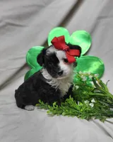 Checkers, a female Miniature Aussiedoodle for sale in Bolivar, MO – Photo 6 of 6