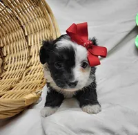 Checkers, a female Miniature Aussiedoodle for sale in Bolivar, MO – Photo 3 of 6