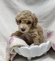 Precious, a female Poodle - Miniature  for sale in Bolivar, MO – 2 of 5