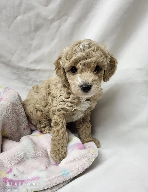 Precious – Poodle - Miniature  puppy for sale in Bolivar, MO