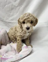 Precious, a female Poodle - Miniature  for sale in Bolivar, MO – 1 of 5