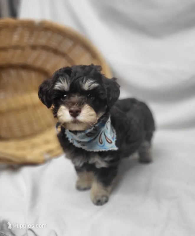 Camp – Schnoodle puppy for sale in Bolivar, MO