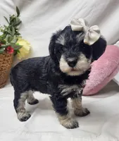 Bella, a female Schnoodle for sale in Bolivar, MO – 4 of 5