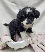 Sweetie, a female Miniature Aussiedoodle for sale in Bolivar, MO – 3 of 5