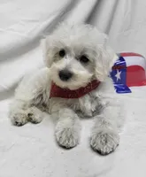 Raffles, a male Schnoodle for sale in Bolivar, MO – 6 of 9