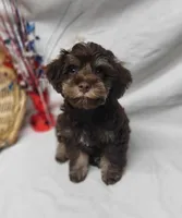 Chip (hold), a male Schnoodle for sale in Bolivar, MO – 6 of 9
