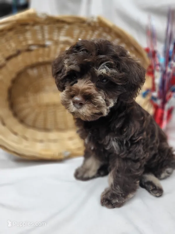 Chip – Schnoodle puppy for sale in Bolivar, MO