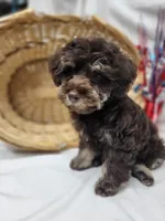 Chip (hold), a male Schnoodle for sale in Bolivar, MO – 1 of 9