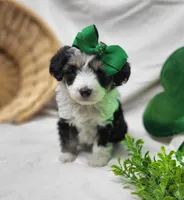 Gypsy, a female Miniature Aussiedoodle for sale in Bolivar, MO – Photo 1 of 3