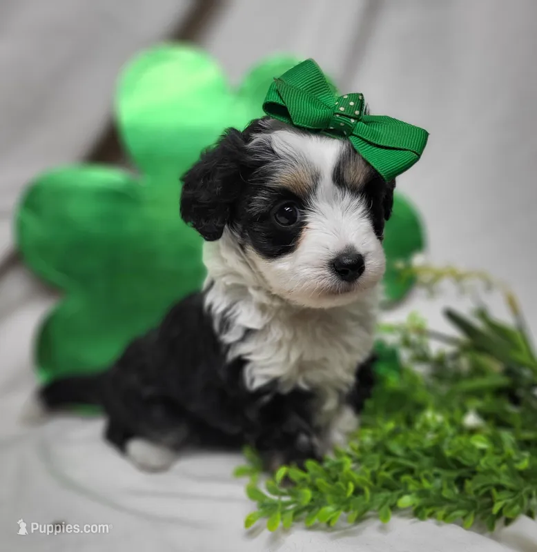 Gypsy – Miniature Aussiedoodle puppy for sale in Bolivar, MO