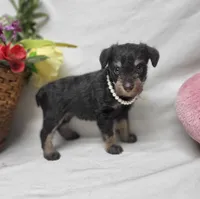 Cocoa, a female Schnoodle for sale in Bolivar, MO – 6 of 9
