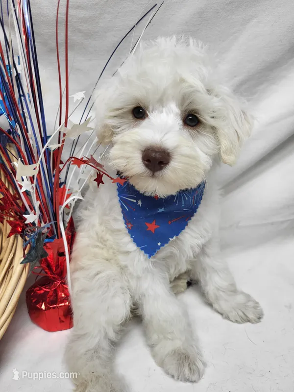 Jefferson – Schnoodle puppy for sale in Bolivar, MO