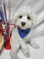 Jefferson, a male Schnoodle for sale in Bolivar, MO – 2 of 9