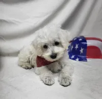 Raffles, a male Schnoodle for sale in Bolivar, MO – 4 of 9