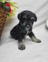 Muffin, a female Schnoodle for sale in Bolivar, MO – 7 of 8