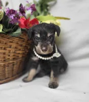 Cocoa, a female Schnoodle for sale in Bolivar, MO – 7 of 9