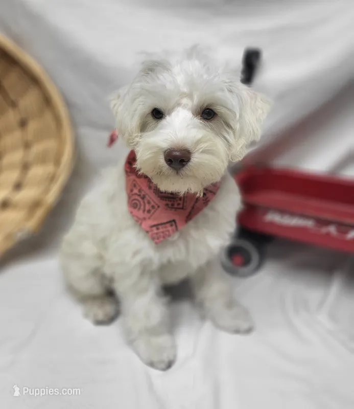 Jefferson – Schnoodle puppy for sale in Bolivar, MO