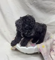 Duchess, a female Poodle - Miniature  for sale in Bolivar, MO – 5 of 6