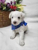 Jefferson, a male Schnoodle for sale in Bolivar, MO – 2 of 7