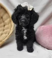 Duches, a female Poodle - Miniature  for sale in Bolivar, MO – 7 of 8