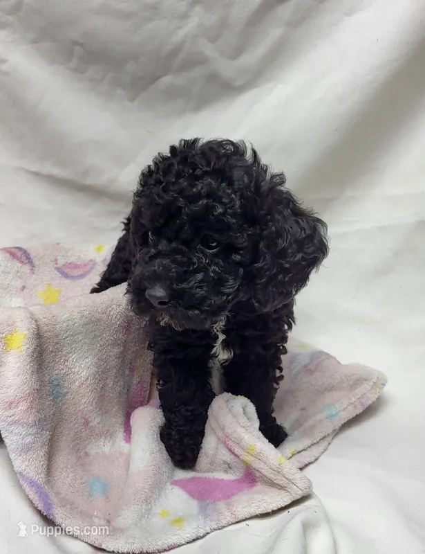 Duchess – Poodle - Miniature  puppy for sale in Bolivar, MO
