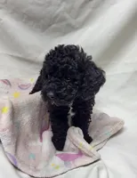 Duchess, a female Poodle - Miniature  for sale in Bolivar, MO – 1 of 6