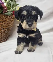 Bailey, a female Schnoodle for sale in Bolivar, MO – 6 of 7