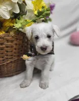 King, a male Schnoodle for sale in Bolivar, MO – 5 of 7