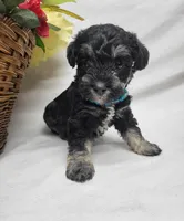 Muffin, a female Schnoodle for sale in Bolivar, MO – 8 of 8