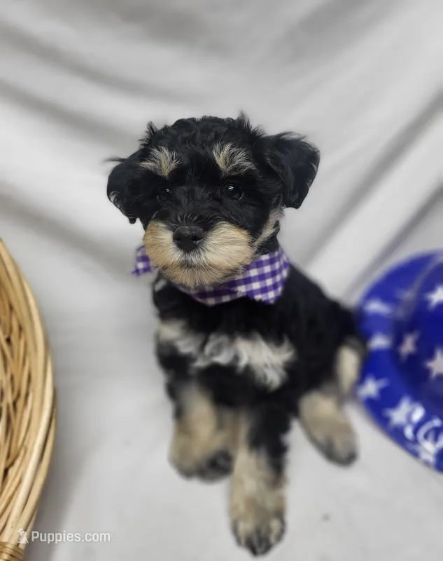 Dash – Schnoodle puppy for sale in Bolivar, MO