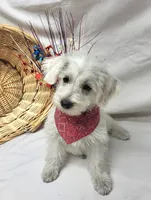 Raffles, a male Schnoodle for sale in Bolivar, MO – 2 of 10